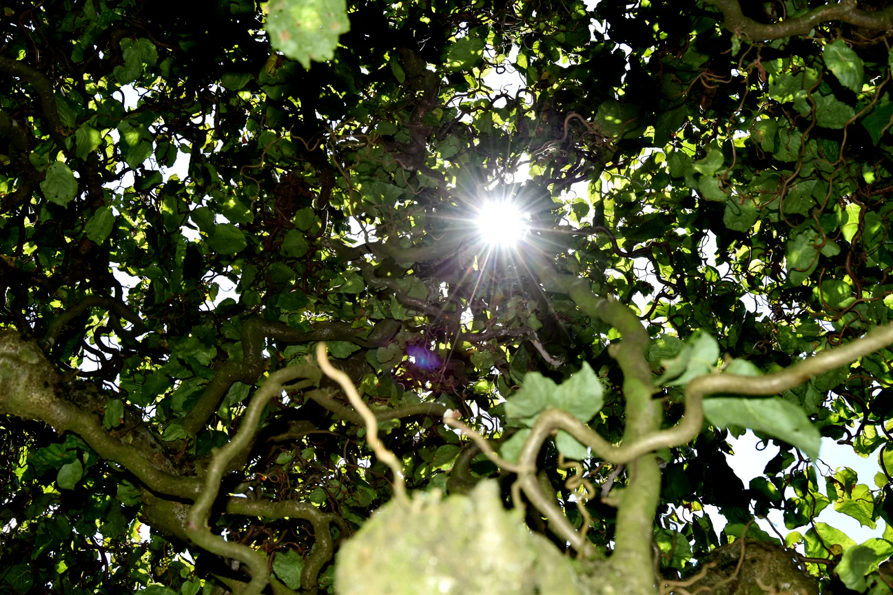 Sonnenlicht scheint durch das grüne Blätterdach eines Baumes über geschwungenen Ästen.