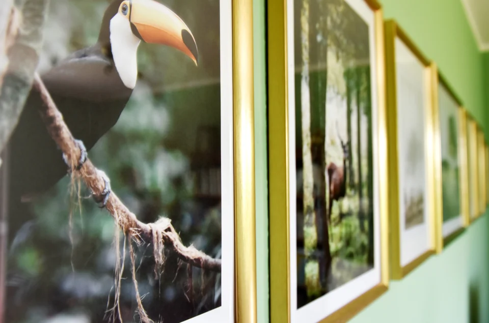 Gerahmte Tierfotografien an einer hellgrünen Wand, im Vordergrund ein Tukan.